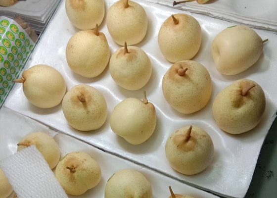 2021년 새로운 작물 중국 배