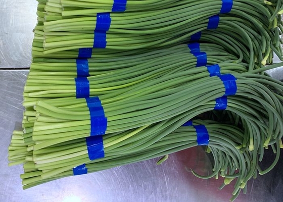 HACCP 새로운 마늘 볼트