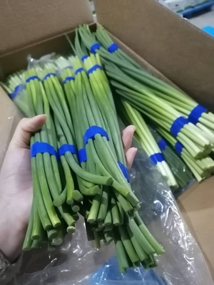 HACCP 새로운 마늘 볼트